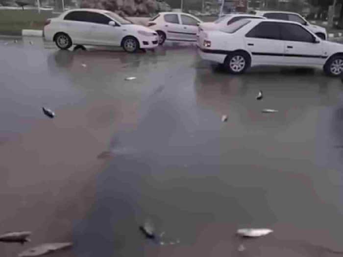 Fish raining city Yoro  America