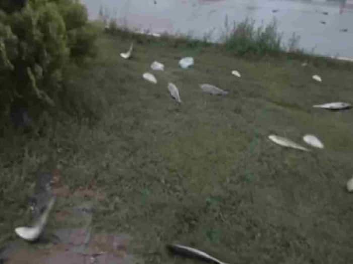 Fish raining city Yoro  America