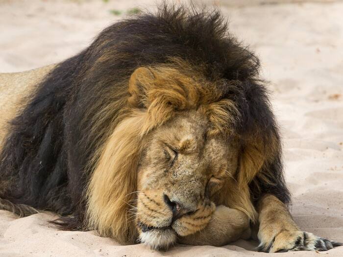 Wild animal sleep time