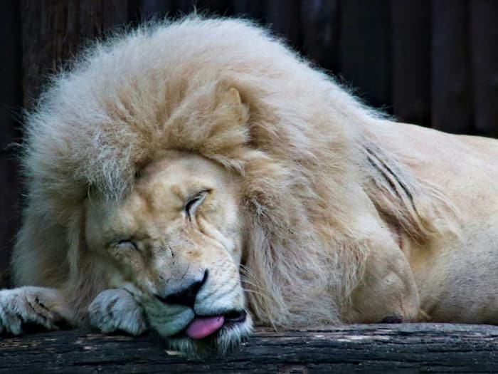 Lion sleep duration