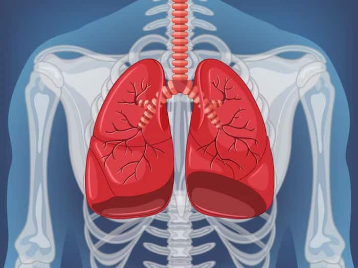 Lungs  1