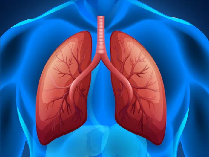 Lungs  2
