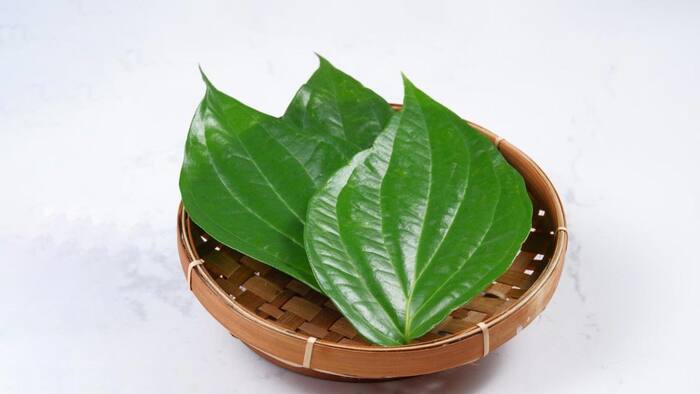 Betel leaf benefits