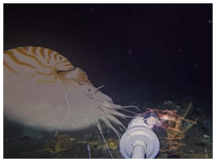 Shocking Deep Sea Creatures