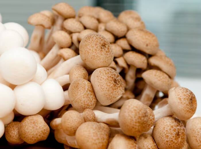 Protein foods for vegetarians