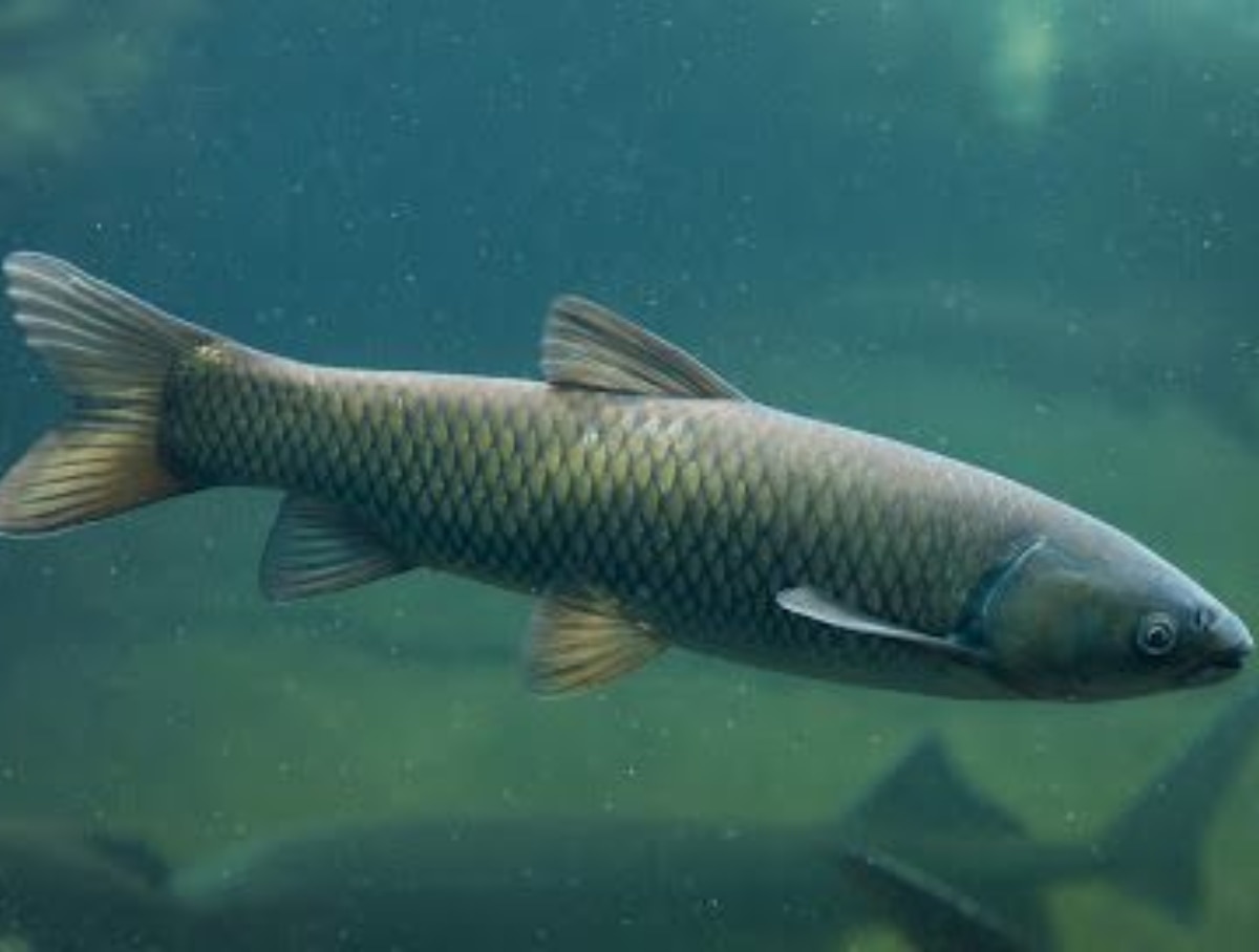 Mathiran Fish भारत की नदियों का बेताज बादशाह है ये जीव, वजन और लंबाई जान दंग रह ...