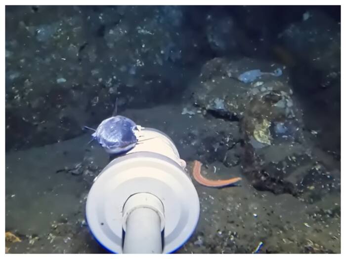 Underwater Camera Footage