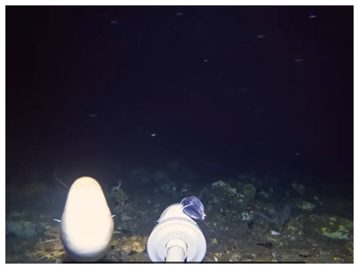 Sea Mystery Viral Video