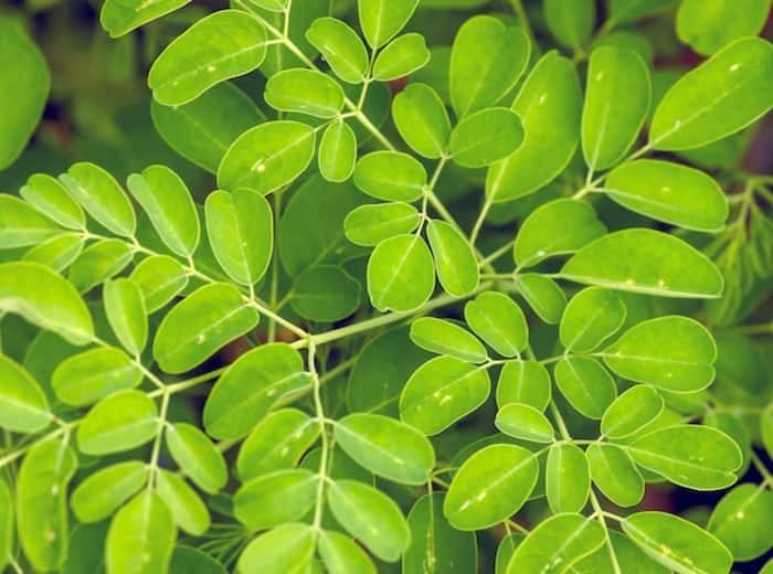 Vegetarian protein sources