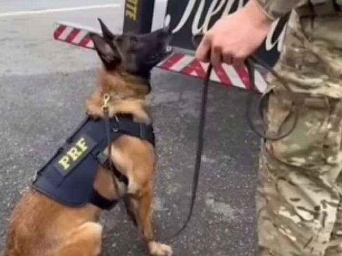 Sniffer dogs drug detection