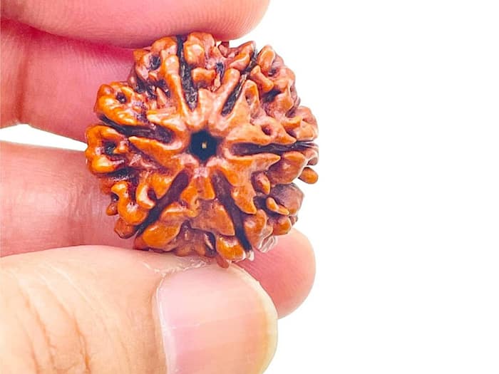 6 Mukhi Rudraksha image