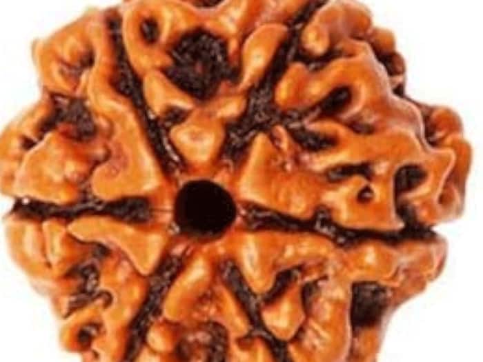 6 mukhi rudraksha for venus
