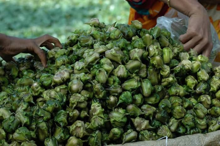 Water chestnut benefits