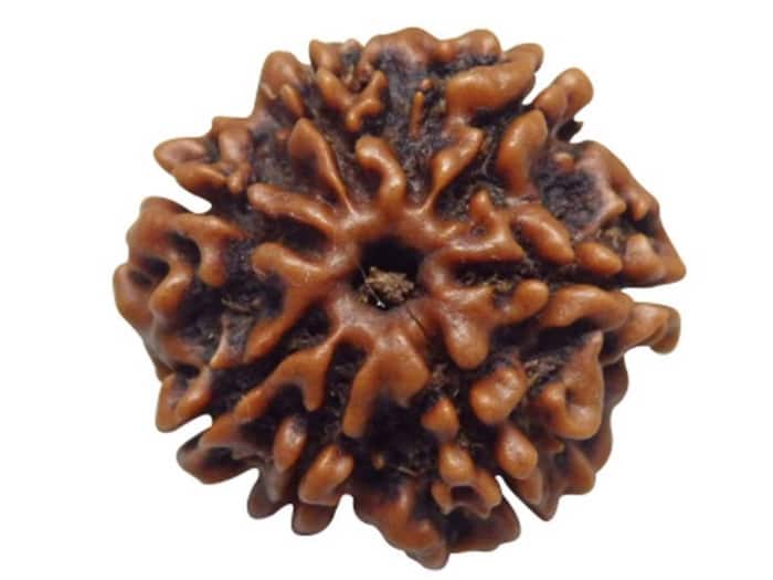 7 Mukhi Rudraksha image