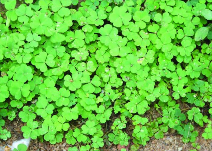 Changari grass benefits