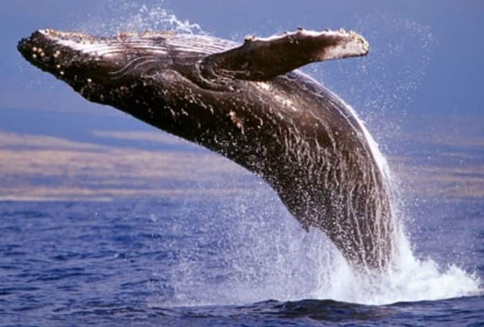 Arctic emergency declaration