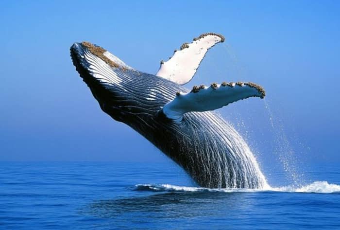 Arctic environmental crisis