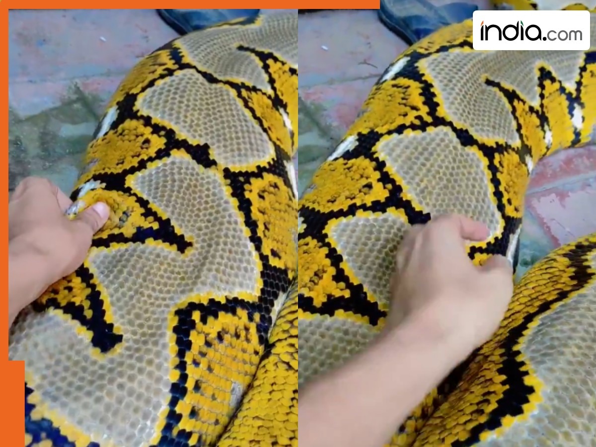 Azgar Ka Video: अजगर को ही गुदगुदी करके हंसाने लगा शख्स, ऐसी जगह हाथ ...