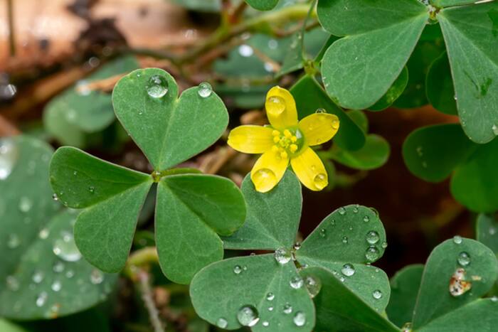 Changari grass benefits