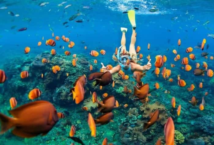 Coral reefs India