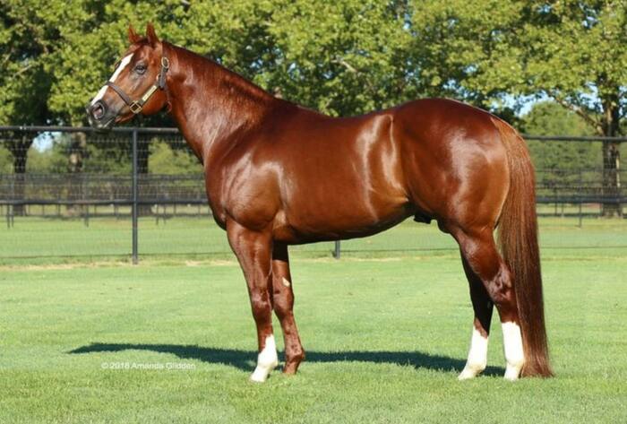 Expensive racehorse price