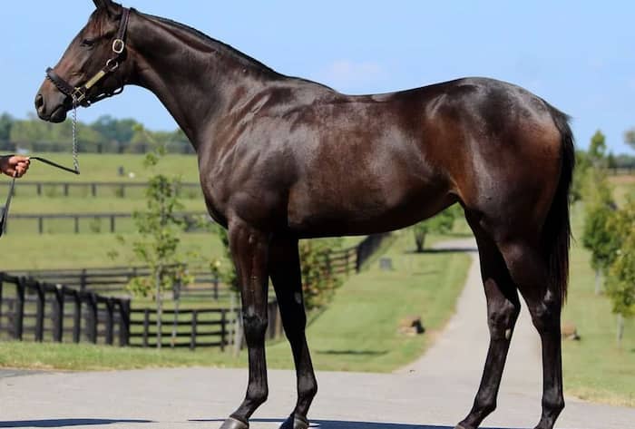 Famous racing horses