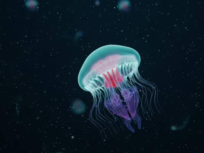 Immortal Jellyfish