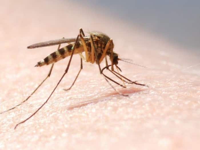 India mosquitoes