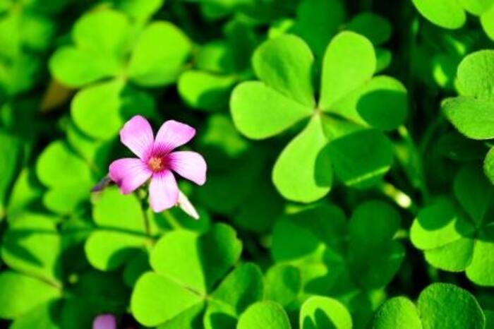 Changari grass benefits