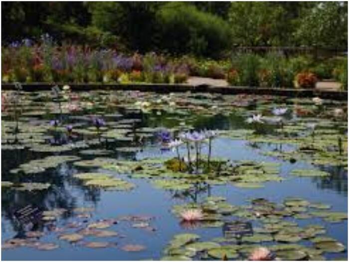 Interesting facts about lotus