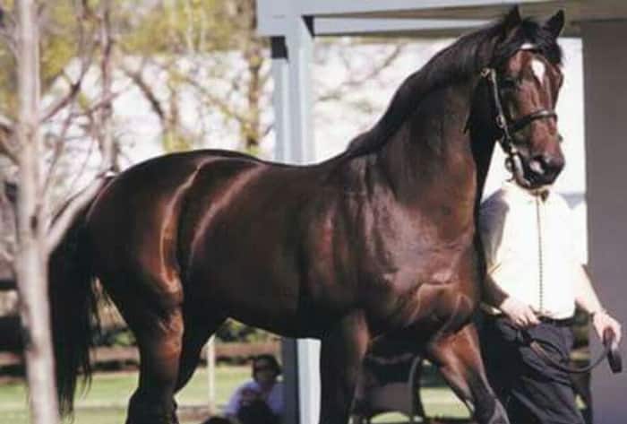 Japanese billionaire horse
