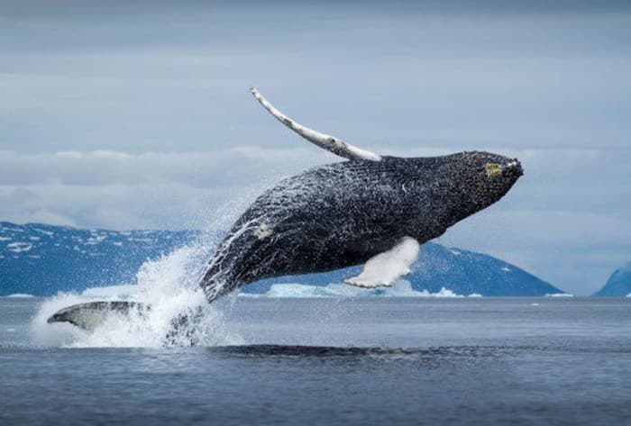 Killer whales in Greenland