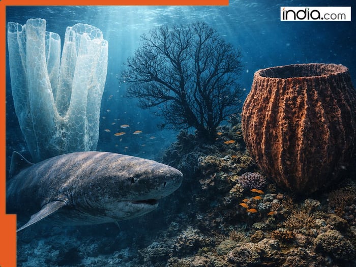 Longest living animal on earth