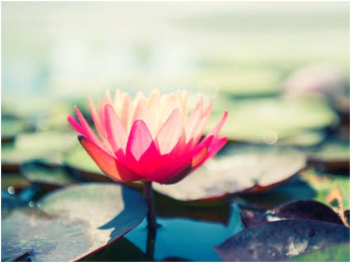 Lotus national flower country