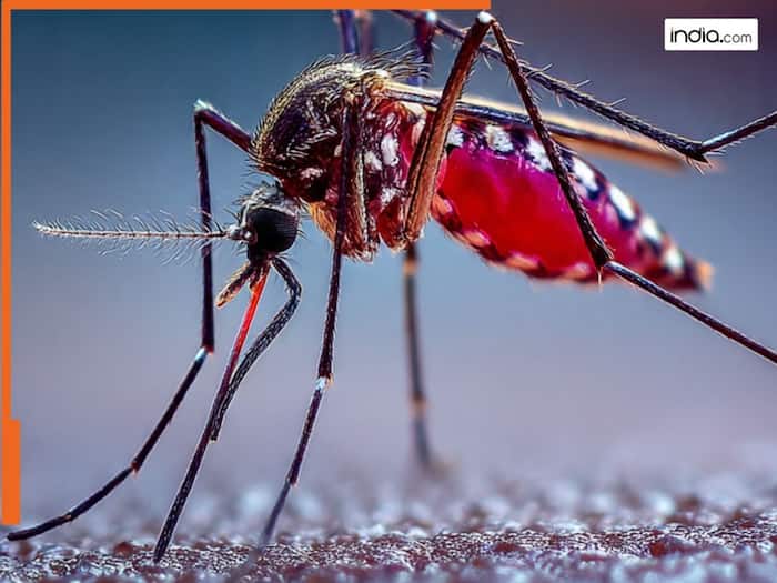 मच्छरों को लग रही ज्यादा प्यास, क्यों पी रहे ज्यादा इंसानी खून?