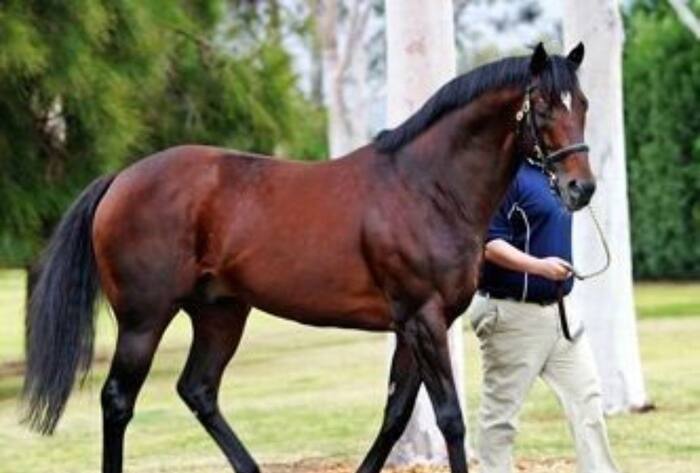 Most expensive thoroughbred