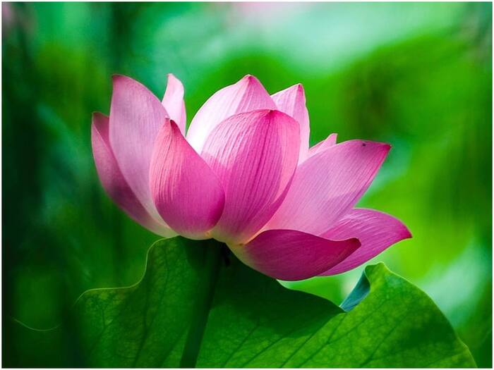 National flower of India