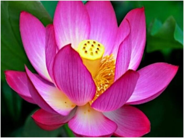 National flowers of countries