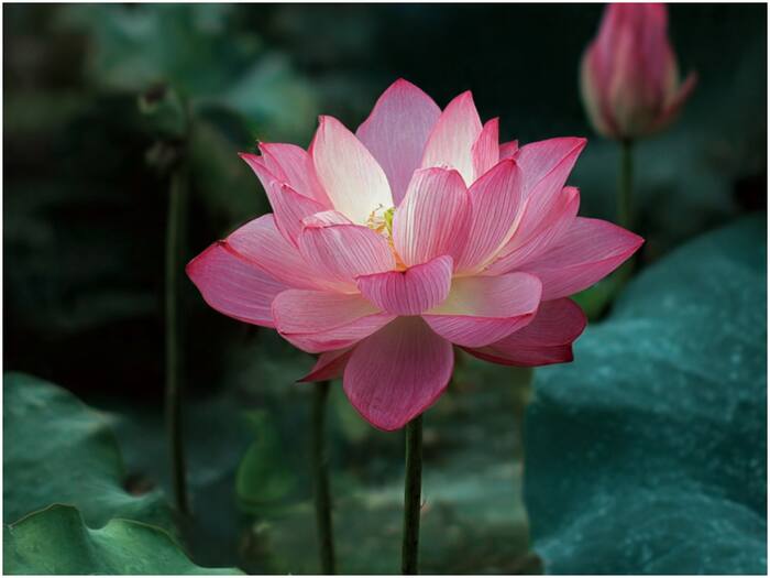 National symbols of countries