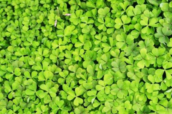 Changari grass benefits