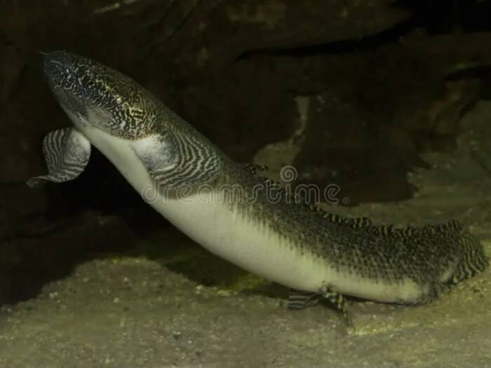Protopterus dicyanthus fish
