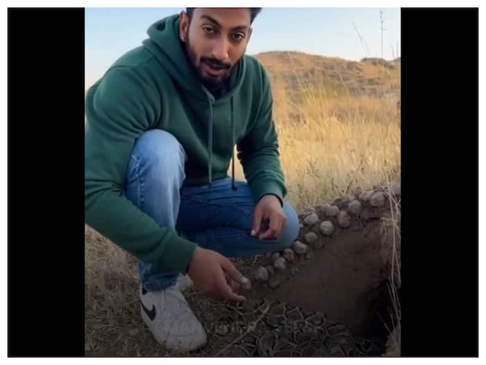 Snake bil ke andar kya hota hai