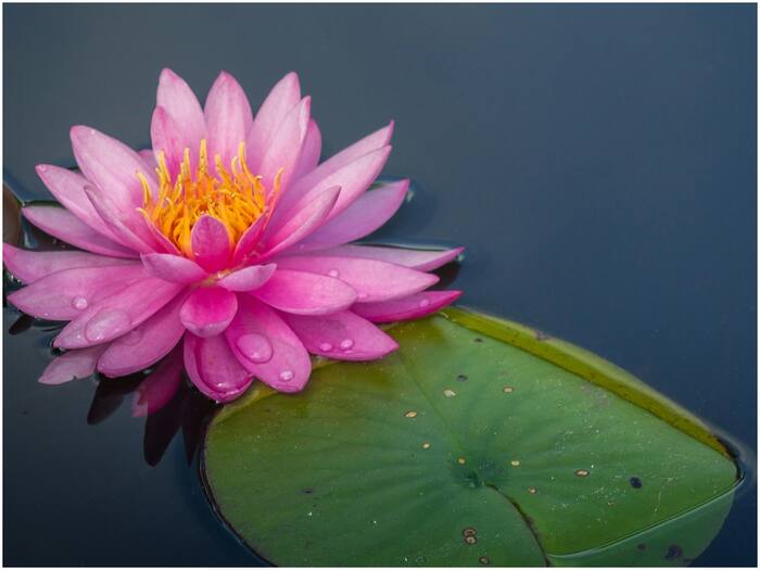 Which country has lotus as national flower