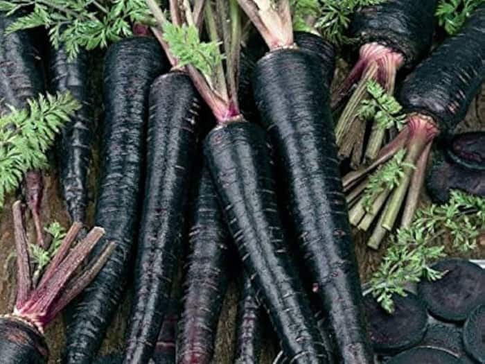 Black carrot  3