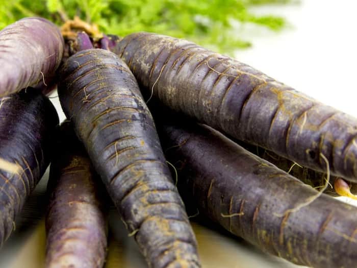 Black carrot