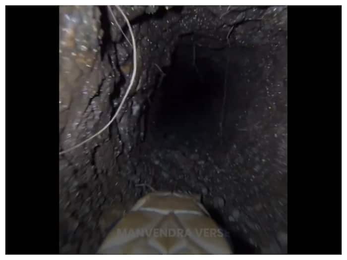 Snake burrow underground photo