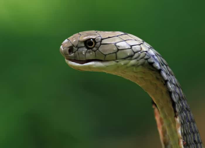 Countries with most snakes