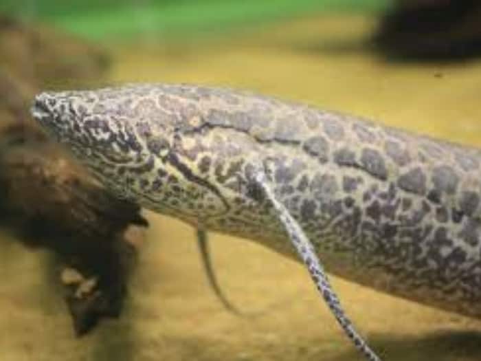 Golden fish export value