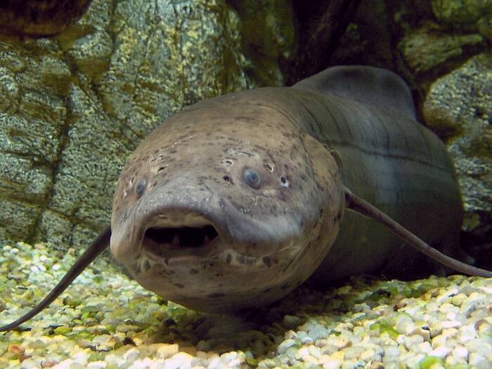 Golden fish medical uses