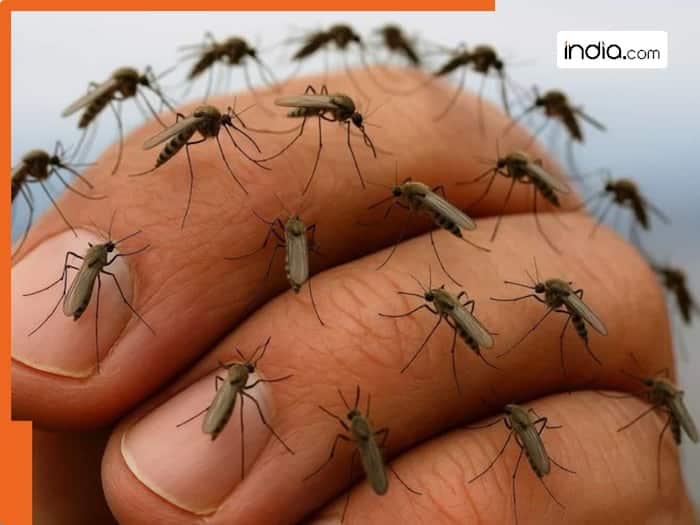 Mosquito population